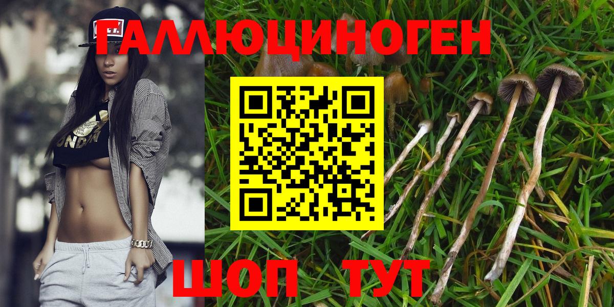 Псилоцибиновые грибы Psilocybine cubensis Гулькевичи