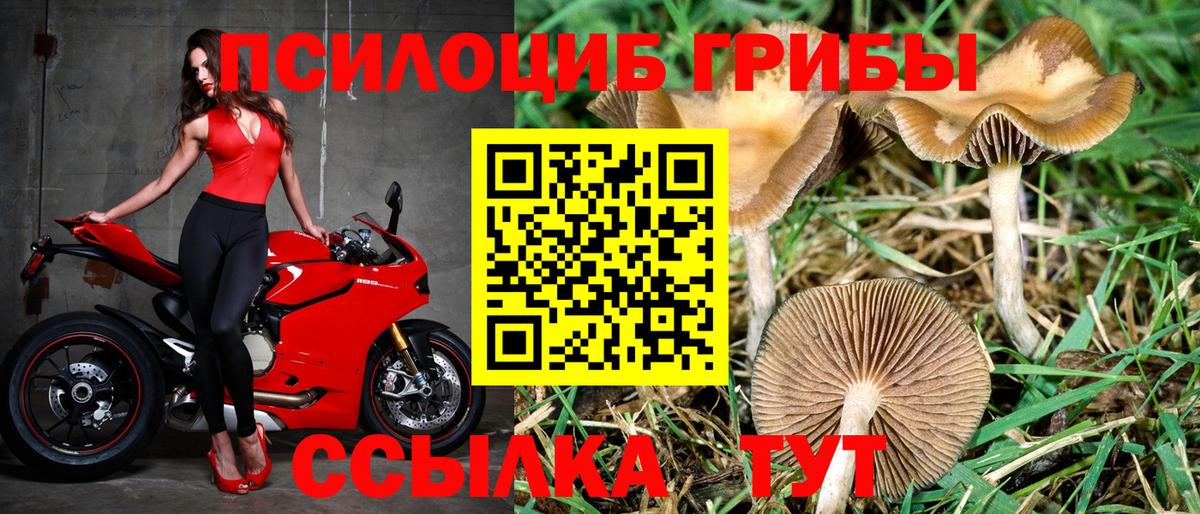Галлюциногенные грибы Psilocybe  Вход с VPN  хочу   Гулькевичи 
